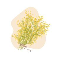 Mimosa bouquet. Spring hand drawn illustration vector