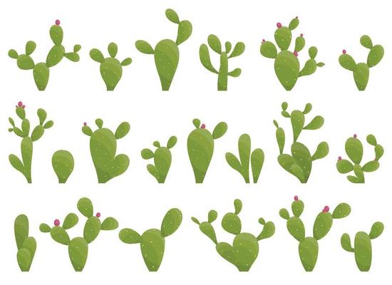 Cartoon desert cactus plants isolated on white. Desert plants vector illustration