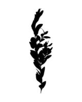 Ligustrum vulgare branch silhouette, imprint, stamp. vector