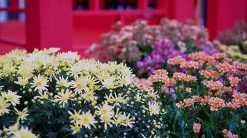 langsam Bewegung zu bunt Blume video