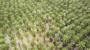 Aerial view palm trees flooded at Malaysia video