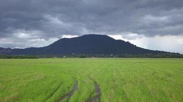 Aerial fly over green harvested paddy field. video