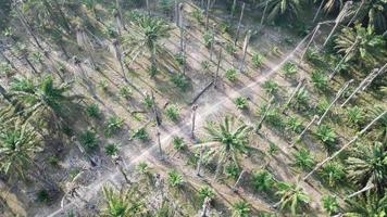 Aerial view tracking dead bare palm tree in morning video