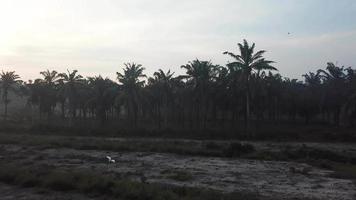 Bird fly at land clear oil palm plantation. video