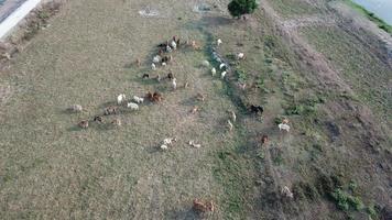 koeien begrazing gras Bij veld. video