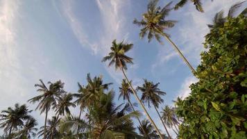 Slowly move toward and look up the coconut tree