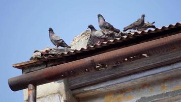 Group of pigeons stand near the rooftop video