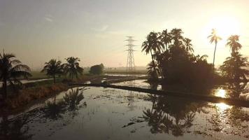 Bewegung im das Reis Bauernhof im Sonnenlicht Morgen. video