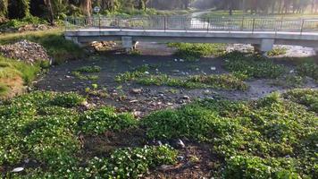 agente de mudanzas terminado basura y verde planta cubrir el río video