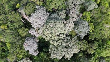 Aerial ascending look down green lush rainforest video