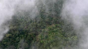 aereo superiore giù Visualizza al di sopra di Basso nube a piantagione video