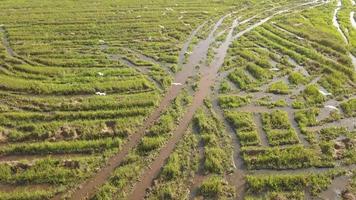 Antenne Aussicht Folgen Reiher Vögel fliegen im gleich Richtung beim kultiviert Reis Paddy Feld video