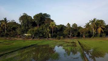 gimbal tiro sobre verde arroz campo inundado com água video