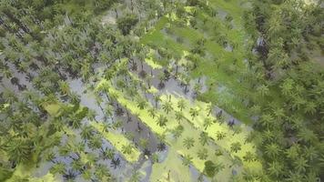 Drone shot flood happen in the palm oil video
