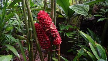 Largo ângulo Visão zingeberaceae gengibre flor video