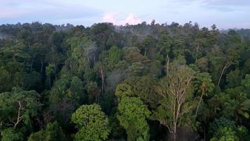 aereo volare al di sopra di verde foresta video