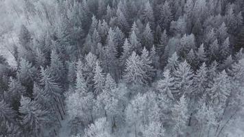 antenne visie Aan pijnboom Woud onder de sneeuw in winter. natuur.landschap.winter vakantie tijd video