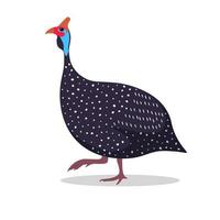 Guinea Fowl Cartoon Flat Illustration walking vector