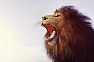 Realistic wild lion king of the jungle isolated, Panthera leo carnivore predator photo