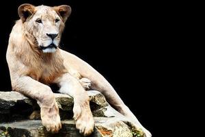 Adorable realistic wild lion king of the jungle isolated, Panthera leo carnivore predator photo