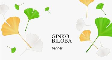 Realistic Detailed 3d Yellow and Green Ginkgo Biloba Leaves Banner. Vector