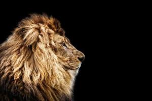 Adorable realistic wild lion king of the jungle isolated, Panthera leo carnivore predator photo