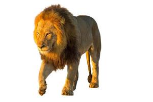 Realistic wild lion king of the jungle isolated, Panthera leo carnivore predator