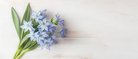 Top view blue Scilla flowers on white wooden background with space for text. First spring flowers. Greeting card for Valentine's Day, Woman's Day and Mother's Day photo
