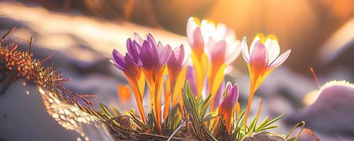 The first spring flowers, crocuses in a forest with snow background also have copy space for text photo