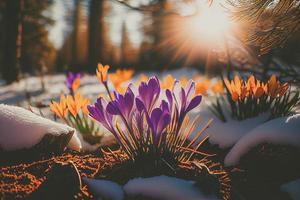 The first spring flowers, crocuses in a forest with snow background also have copy space for text photo