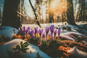 The first spring flowers, crocuses in a forest with snow background also have copy space for text photo