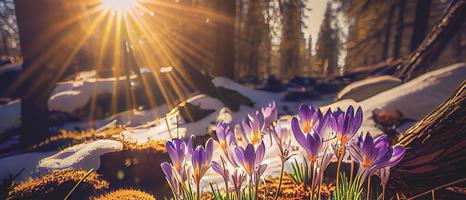 The first spring flowers, crocuses in a forest with snow background also have copy space for text photo