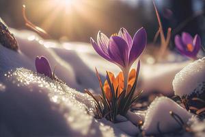 The first spring flowers, crocuses in a forest with snow background also have copy space for text photo