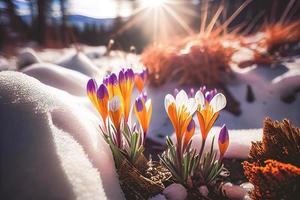 The first spring flowers, crocuses in a forest with snow background also have copy space for text photo