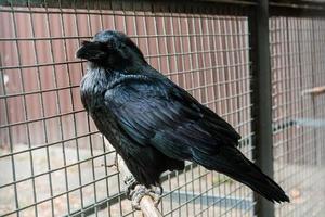 Big Black Raven sitting on a close-up branch photo