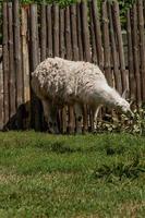 White lama eats photo