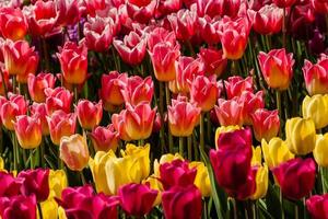 Spring field of colorful tulips photo