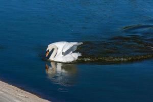 Beautiful swan floats on the lake photo