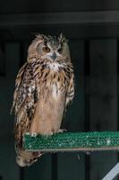 Beautiful owl close up photo