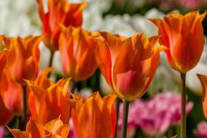 Spring field of colorful tulips photo