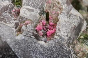 Macro mineral tourmaline stone in quartz on a white background photo