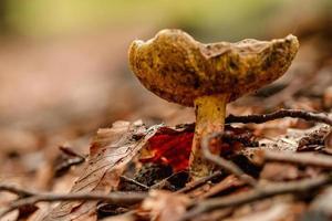 beautiful mushrooms under yellow, orange forest leaves photo