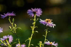 Field flowers on which insects and bees sit close up photo