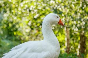 beautiful swans sit on green grass photo