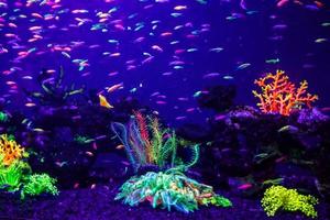 danio rerio fish and neon corals photo