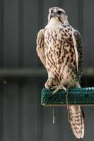 Beautiful falcon close up photo