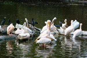 Pelicans sit on a log that is in the lake photo