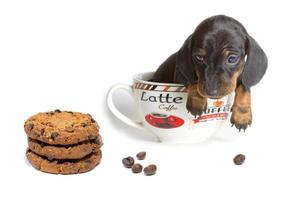 The Dachshund puppy in a large Cup of coffee looks at the oatmeal cookies isolated on a white background. photo