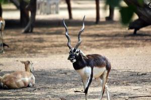 The black buck posing for camera photo