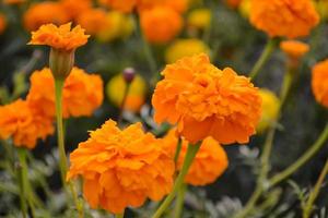 Marigold flower in garden photo